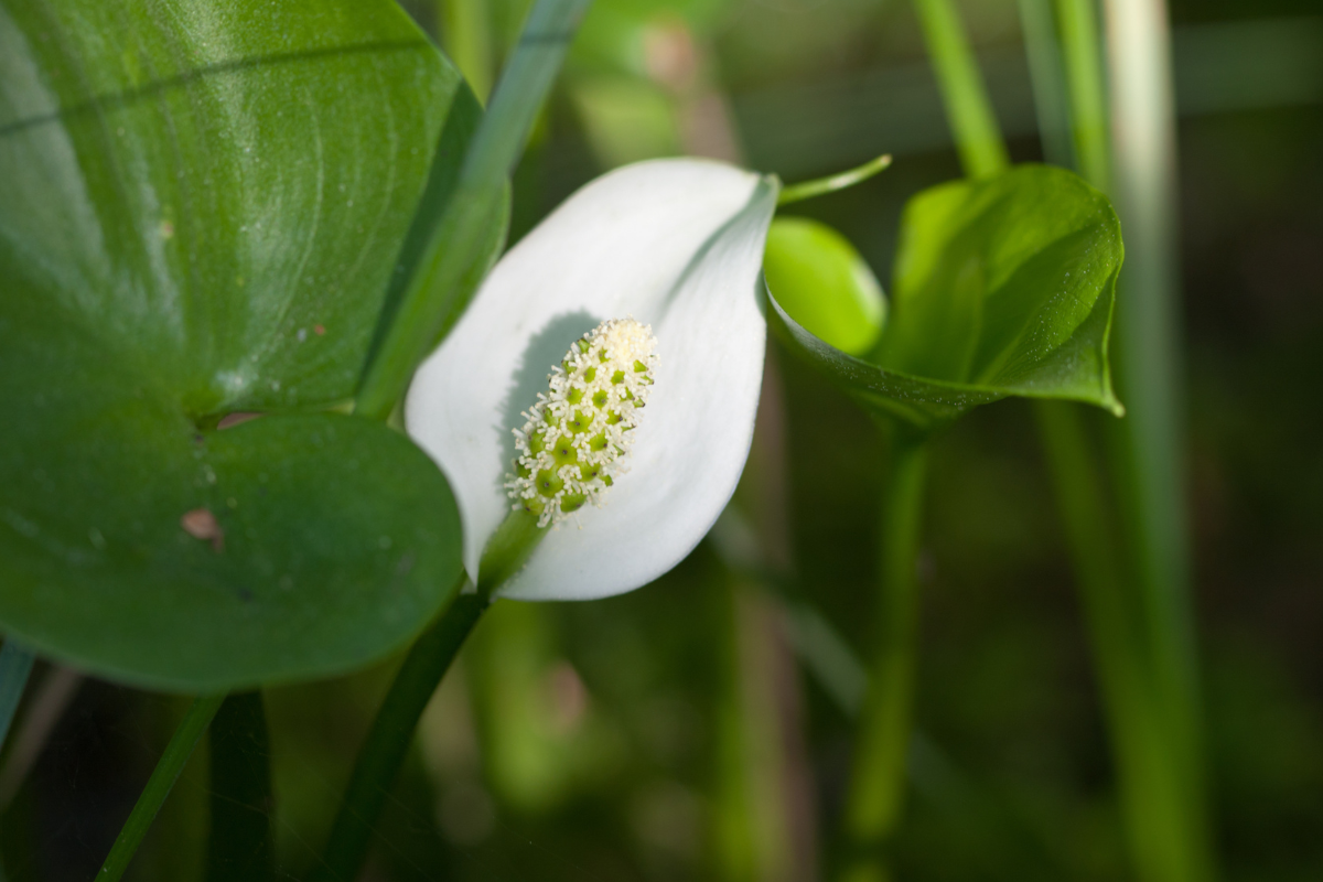 Czermień błotna – popularna roślina idealnie pasująca do oczek wodnych